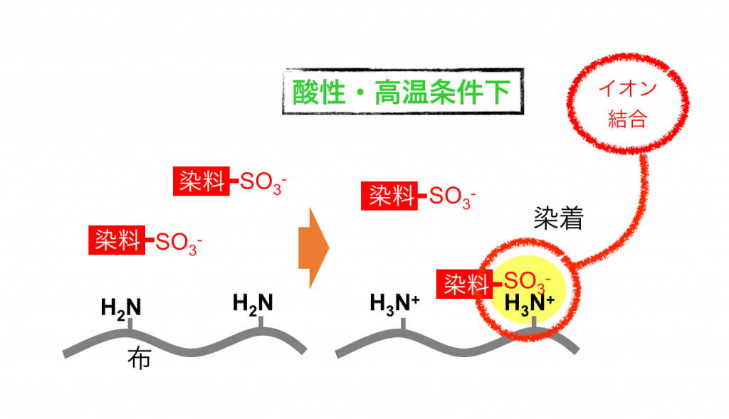 酸性染料の染着機構の図